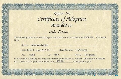 Профессиональный Скачать USA Raptor Inc Certificate Adoption Photoshop Шаблон